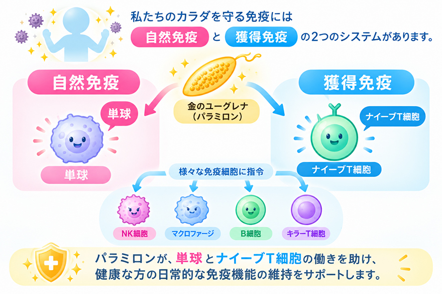 夜にも食べたいサポートヨーグルトについてよくあるご質問